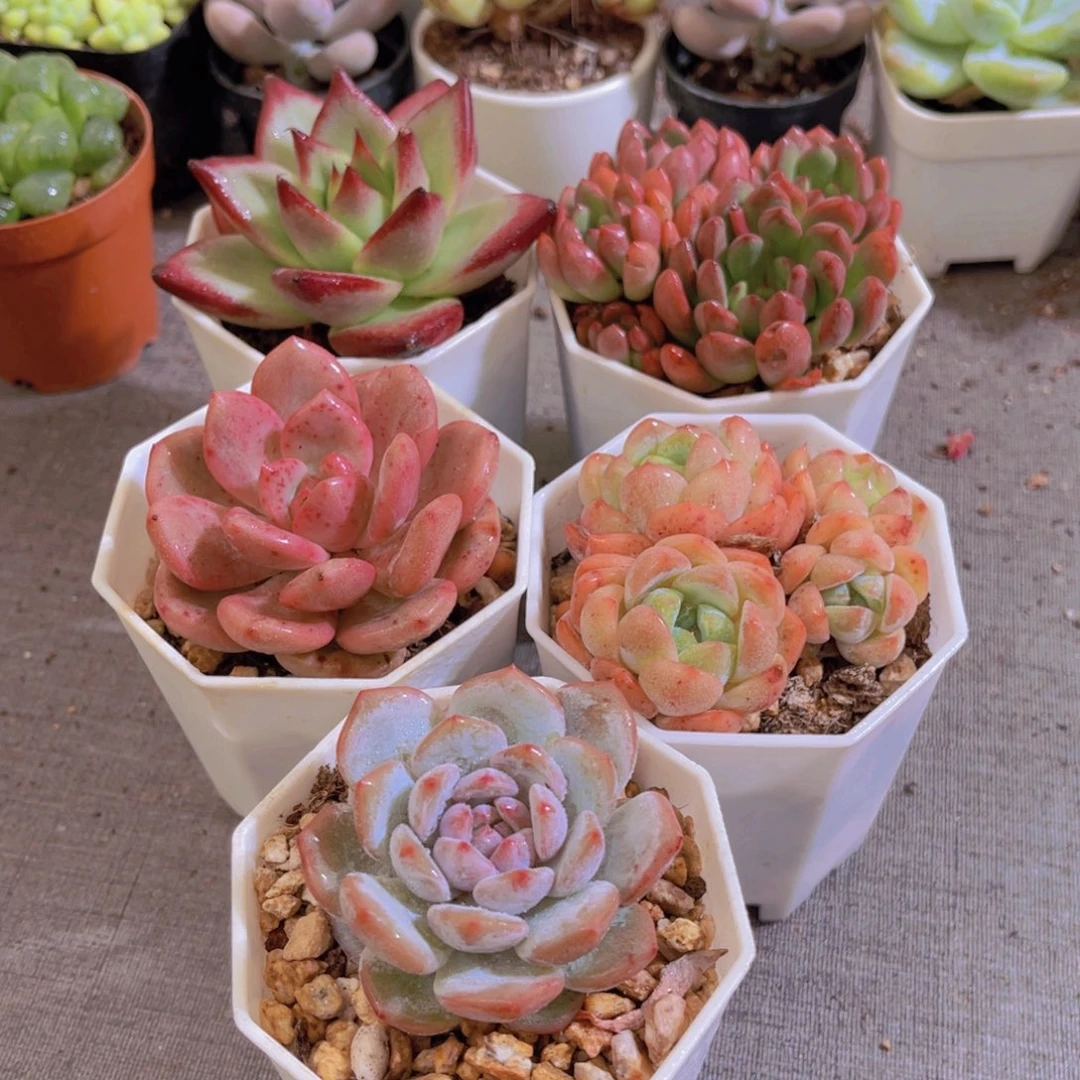 罗卡。宝石。林依晨。雪媚娘。星星橙