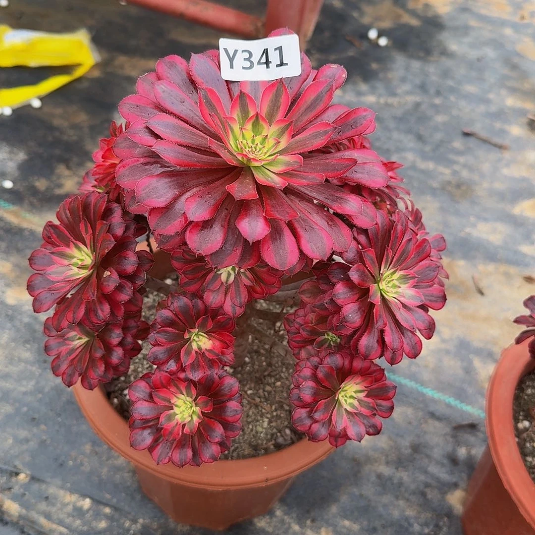 千*度341黑铜白3333冠服21左右