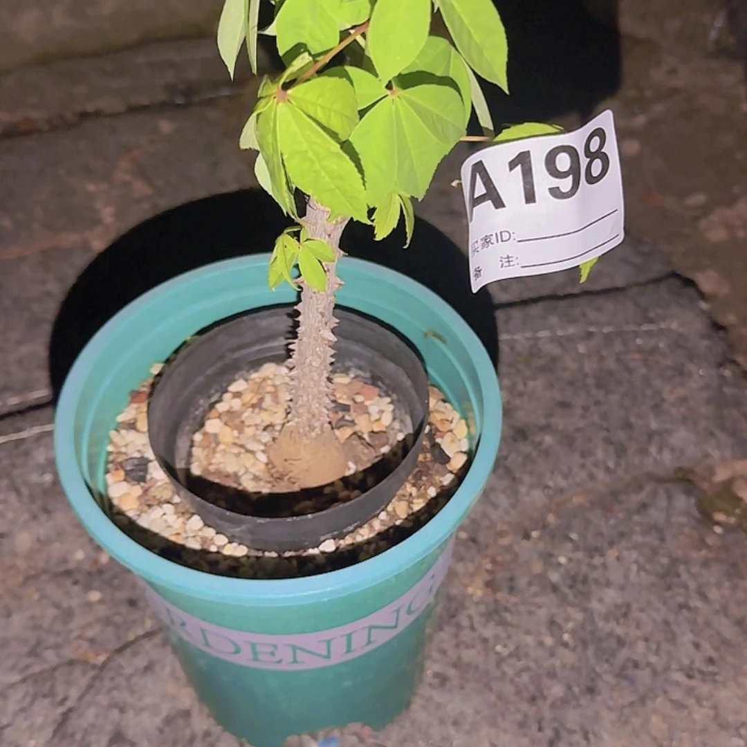 【闪购商品】ઇ***ଓ块根植物