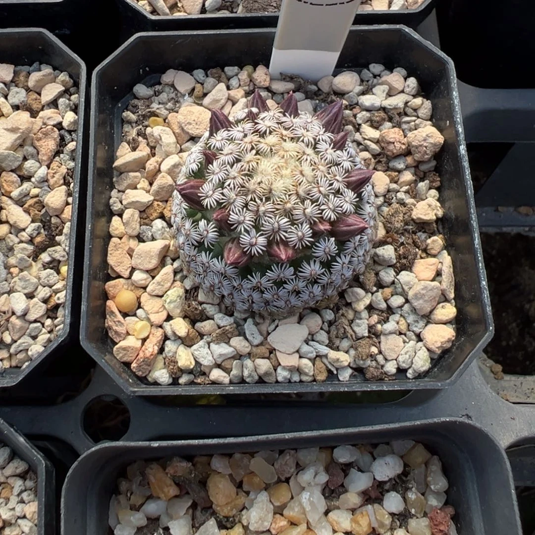 克氏丸多肉植物带盆土