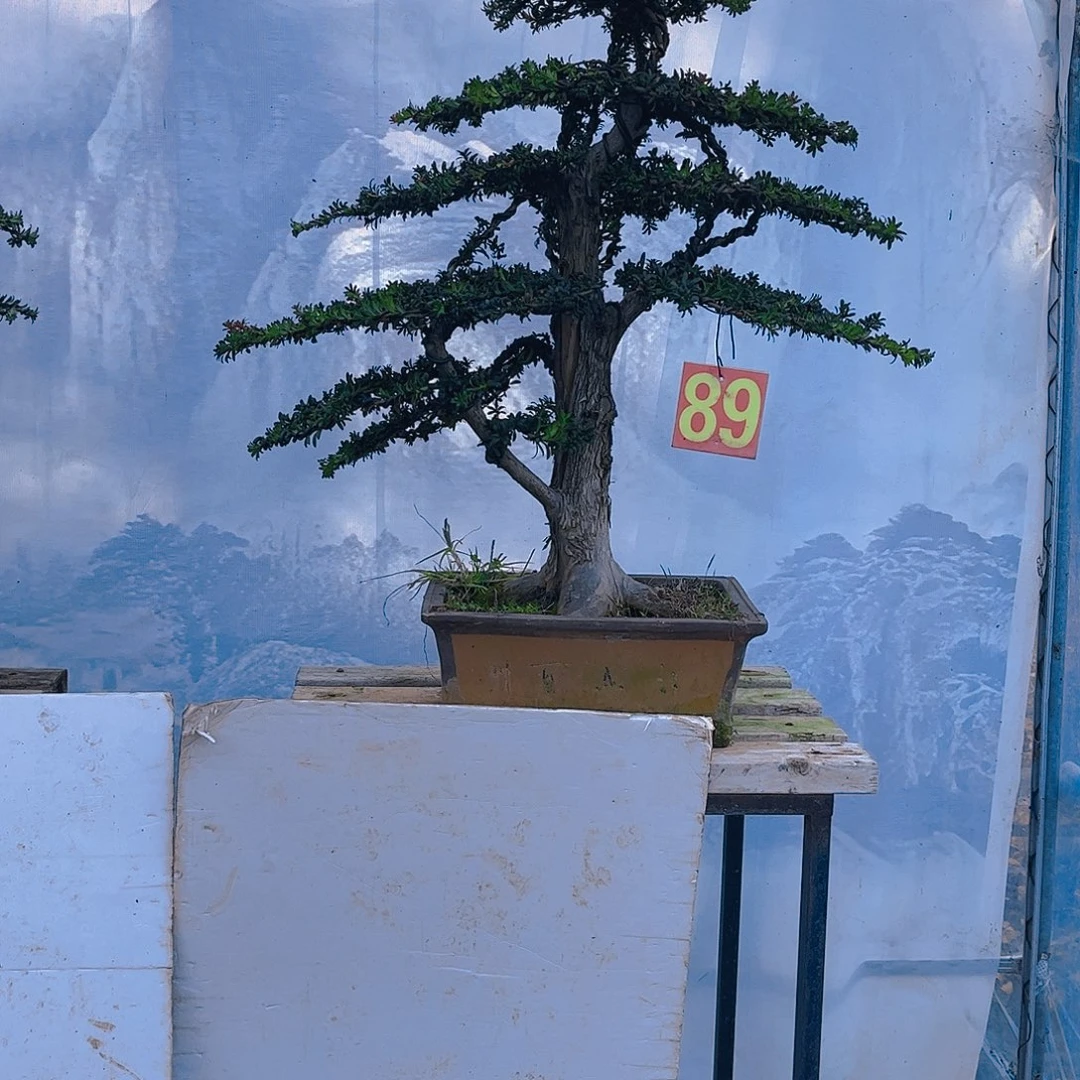 一***上无花朵老桩老盆罗汉松