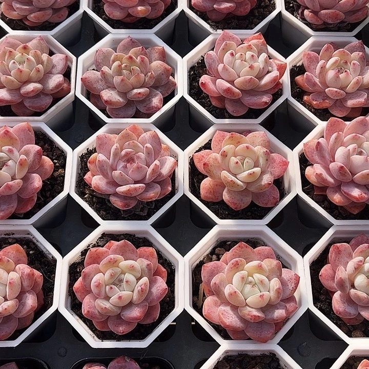 韩程一颗带盆带土