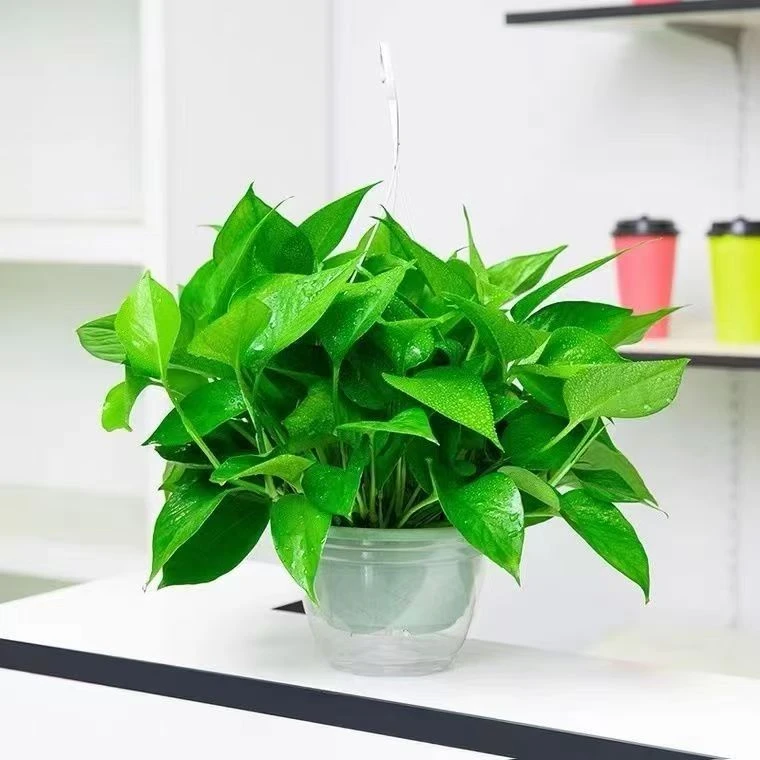 绿萝盆栽室内好养客厅吸花卉植物大叶长藤大盆绿箩批发除甲醛绿植