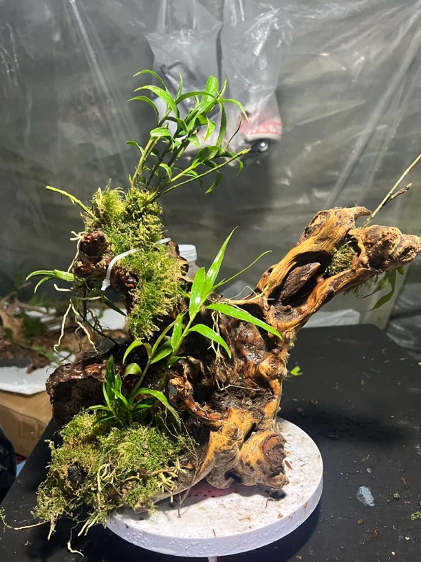 风化木附生紫皮石斛绿植寄生植物适合直播间装饰