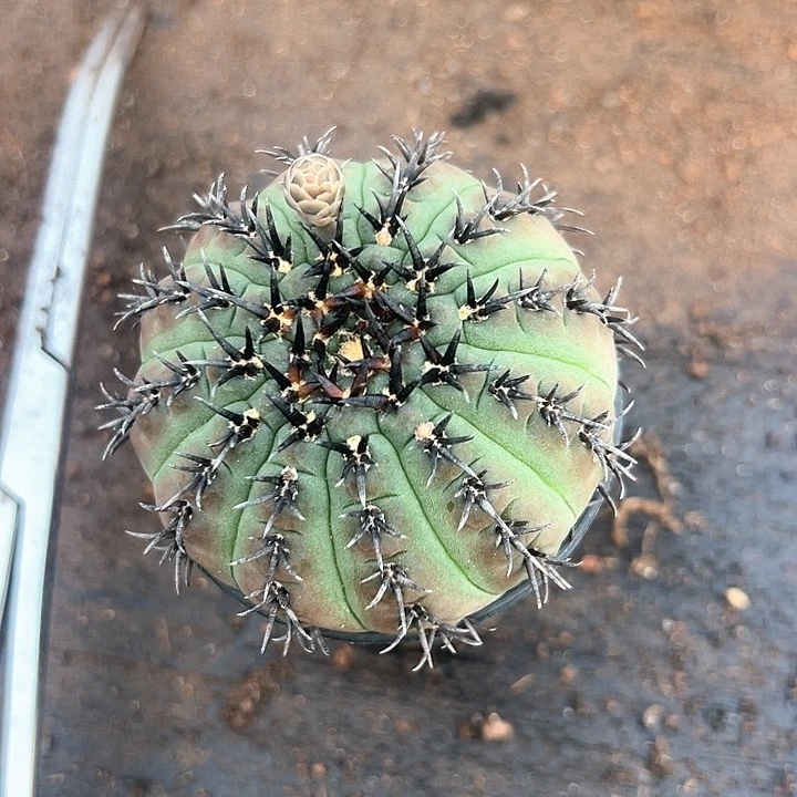 一个大黑刺凤头仙人球