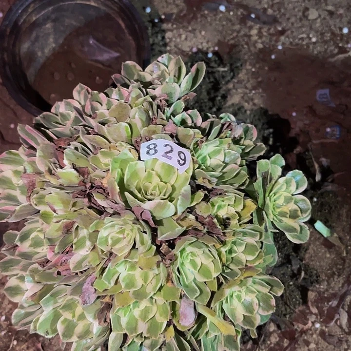 829男神多肉植物不售后