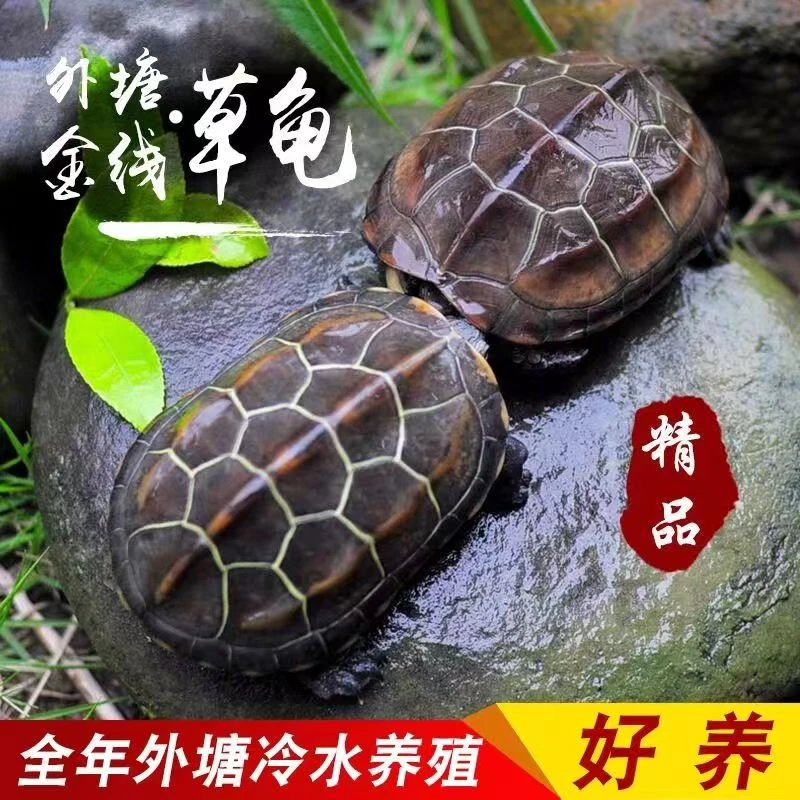 【5到7厘米4只 】金线草龟 活体观赏宠物龟 外塘冷水养殖 墨龟 包邮