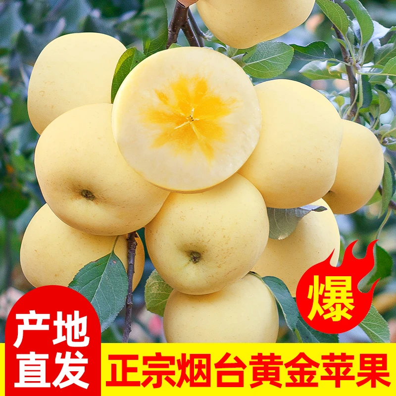 【助农补贴】霜降奶油富士苹果4.5烟台黄金奶油水果产地源头直发