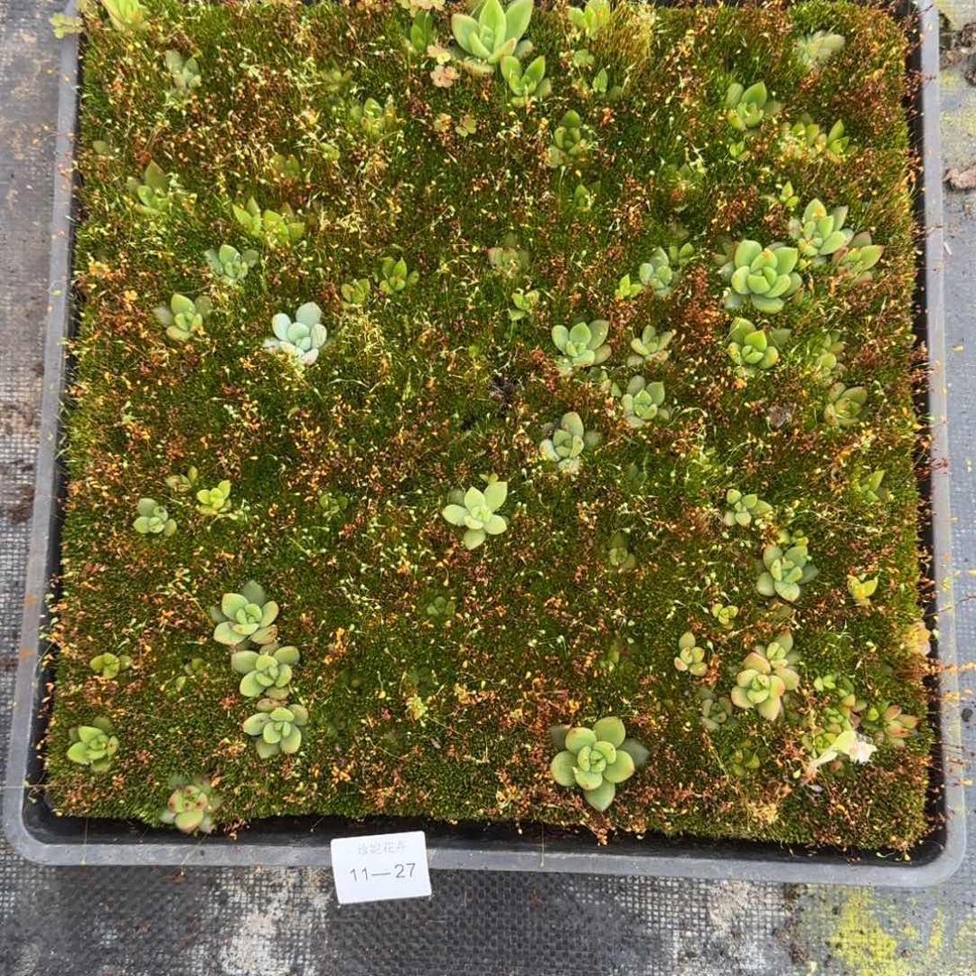 东云一筐量拍11-27不带筐