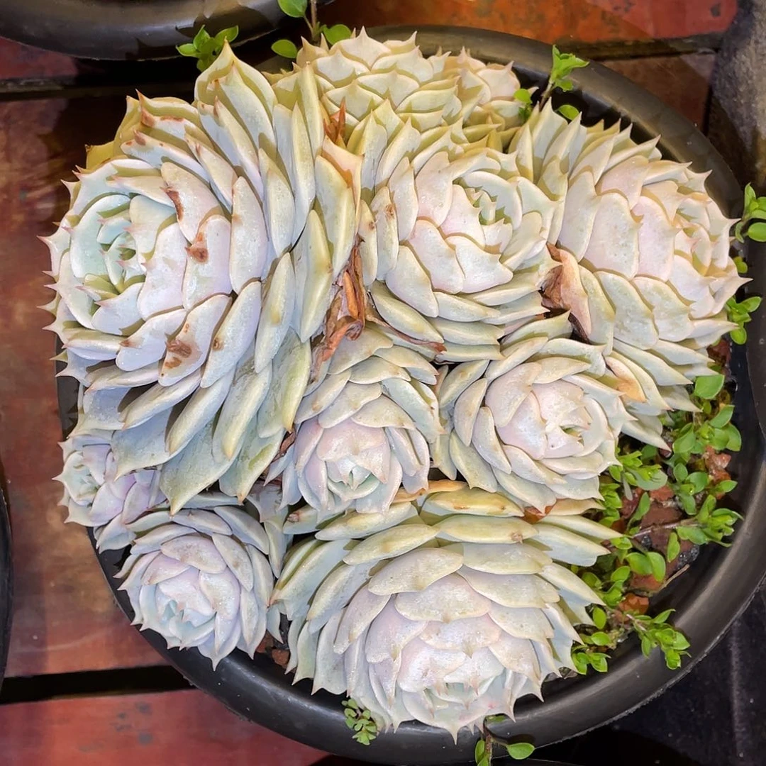 多肉植物一物一拍