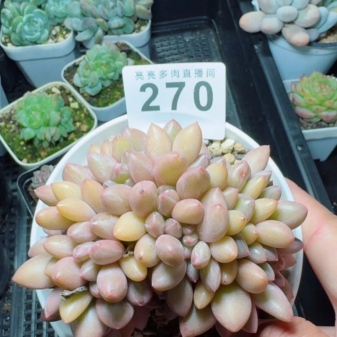 桃花源树桩缀化            精美多肉植物