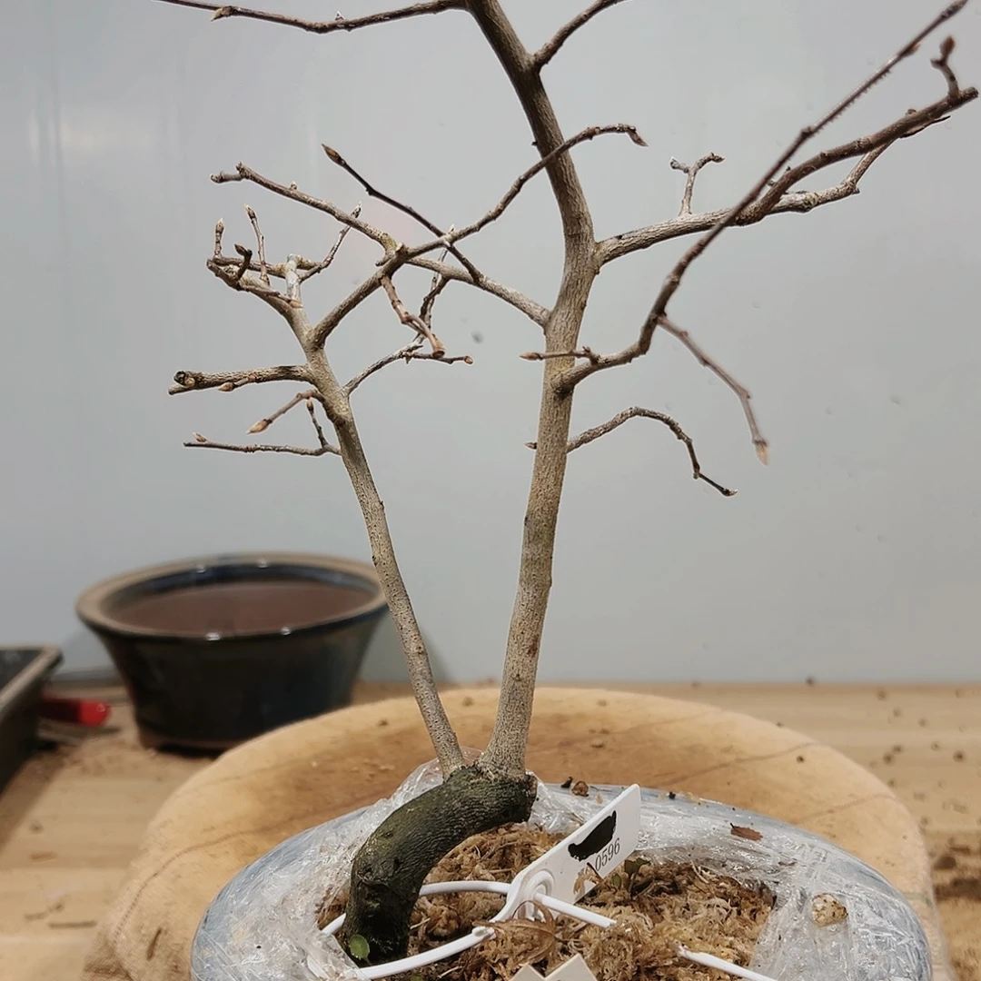 盆景皋月杜鹃品种3277梦**航