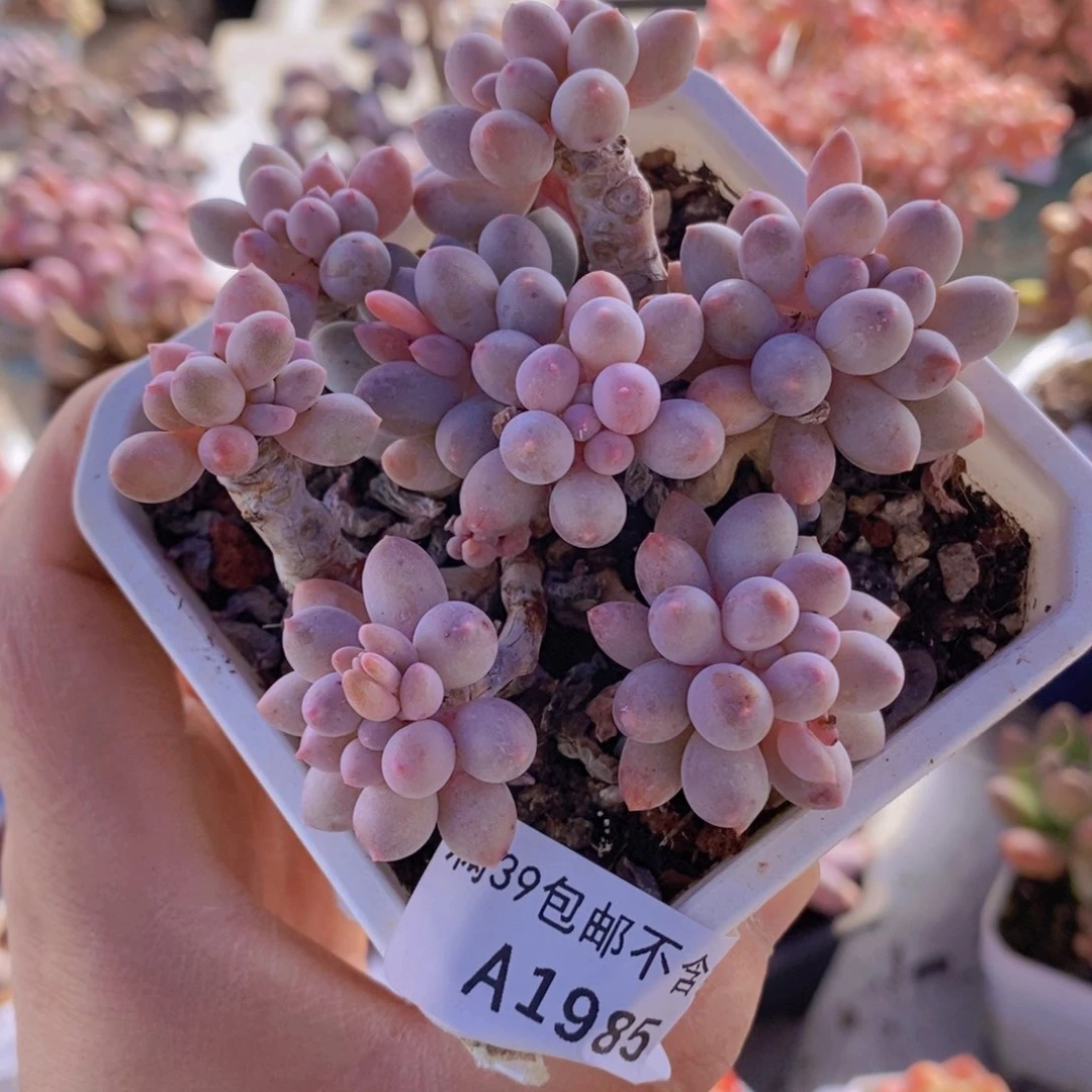 婴儿手指老桩8cm1985多肉植物