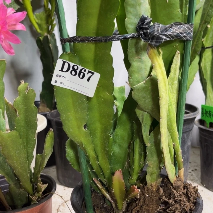 当前无花栽培后可以开花邢****心867