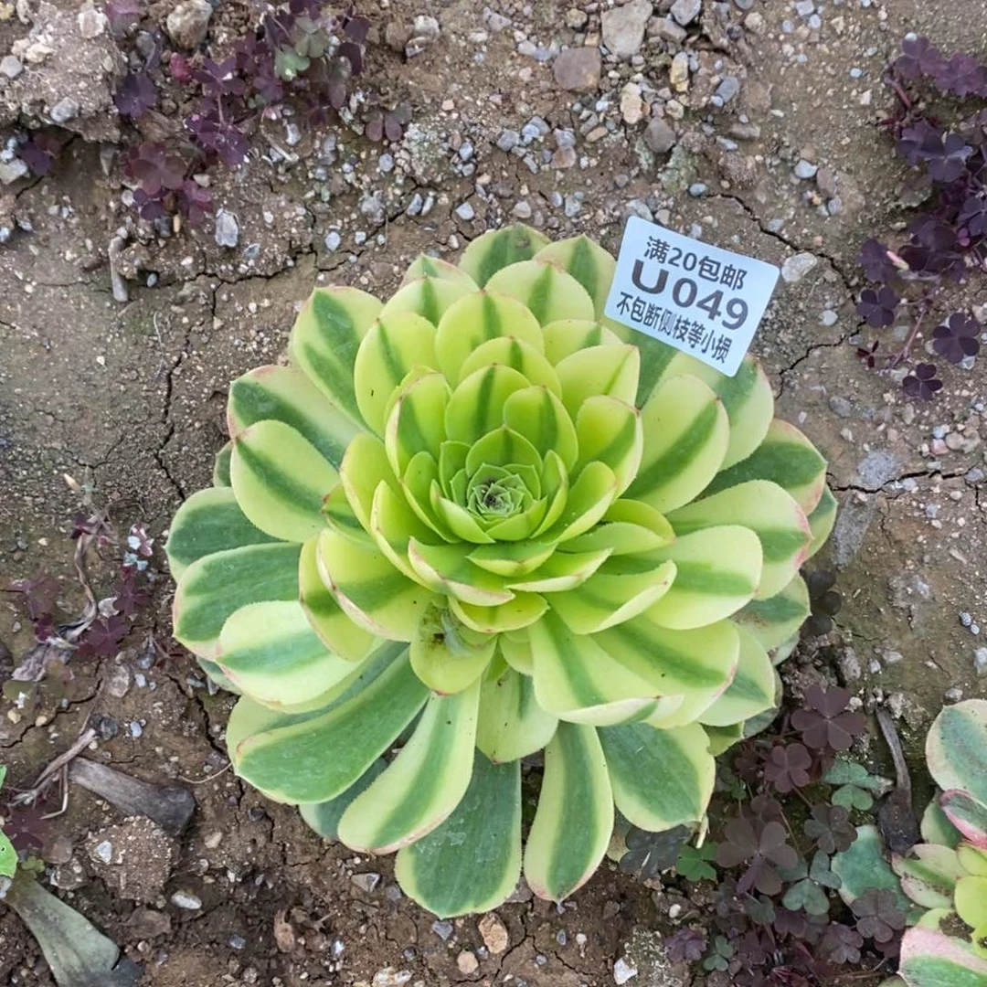 049奶白锦多肉法师锦