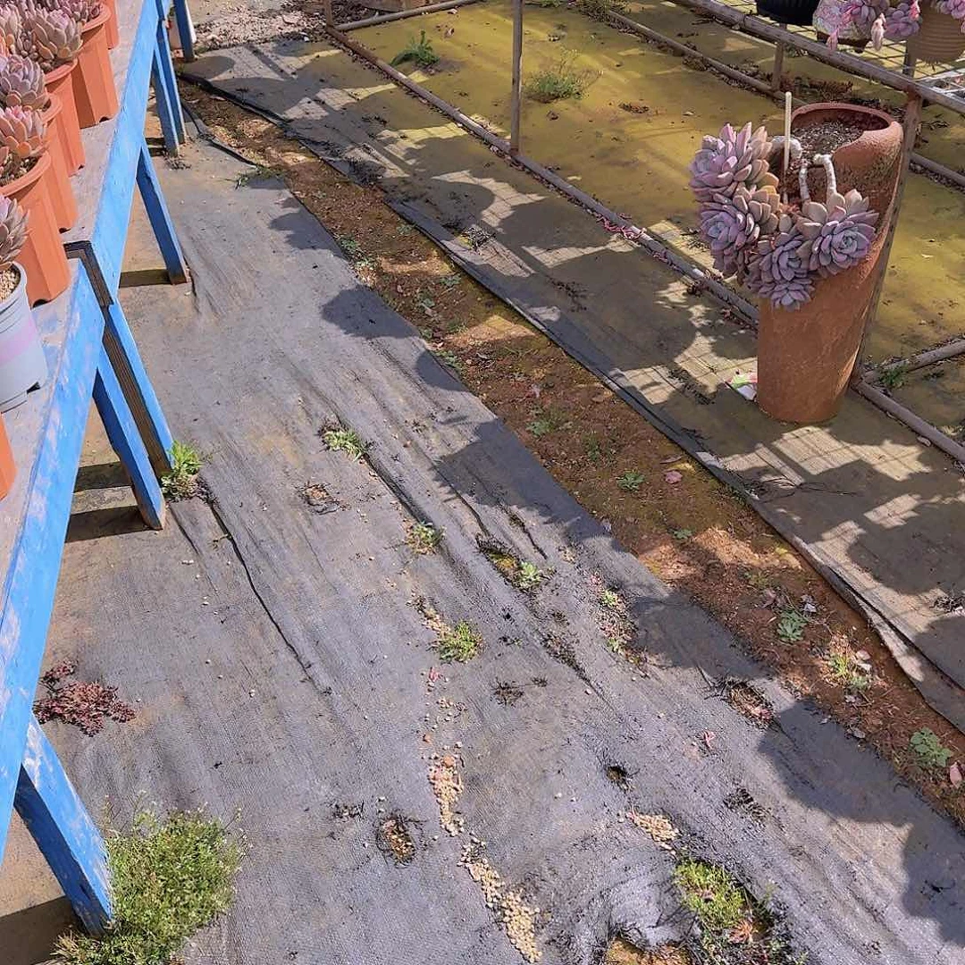 青*带盆红蜻蜓多肉植物