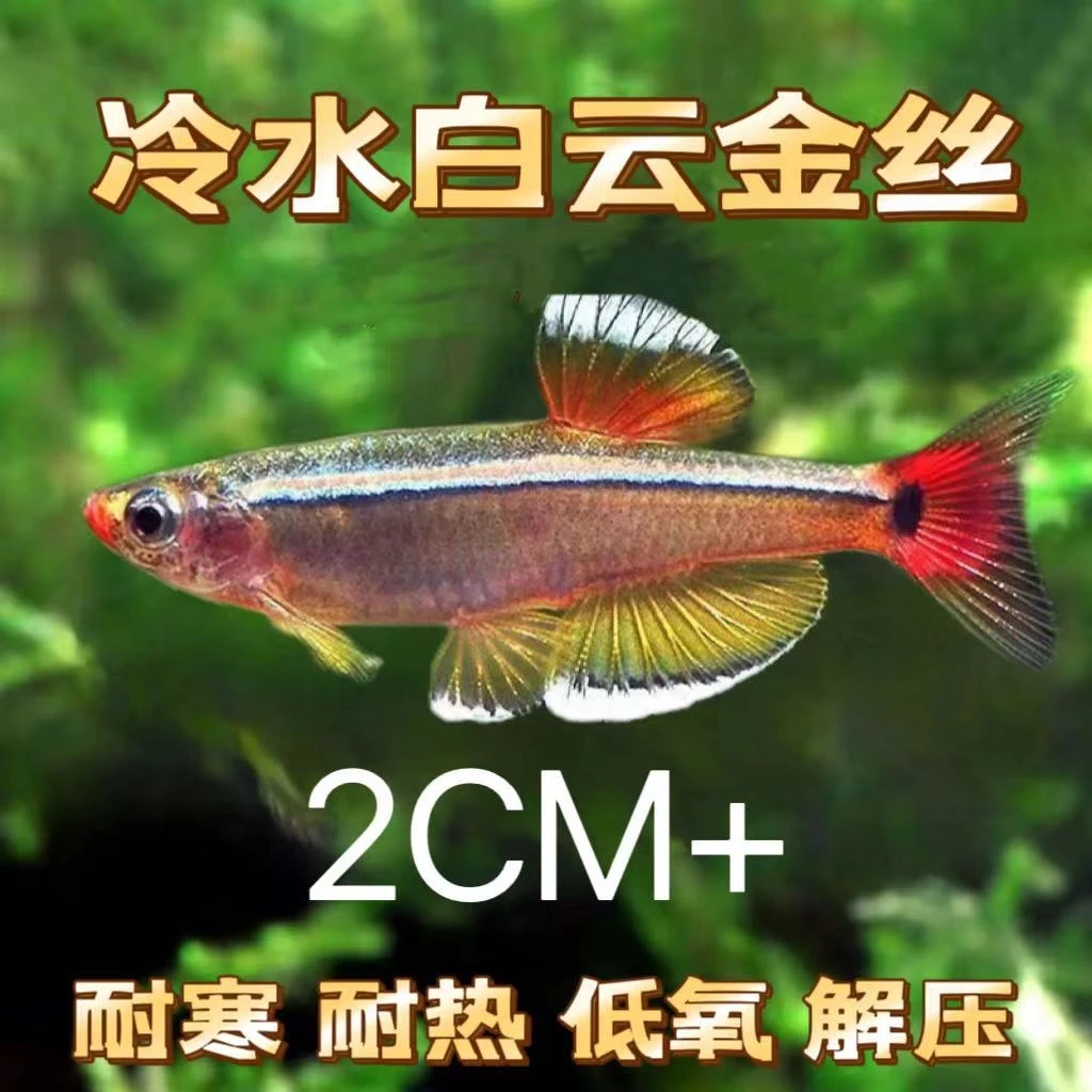 【好养鱼】白云金丝鱼低温低氧型淡水鱼原生群游灯科白云金丝鱼