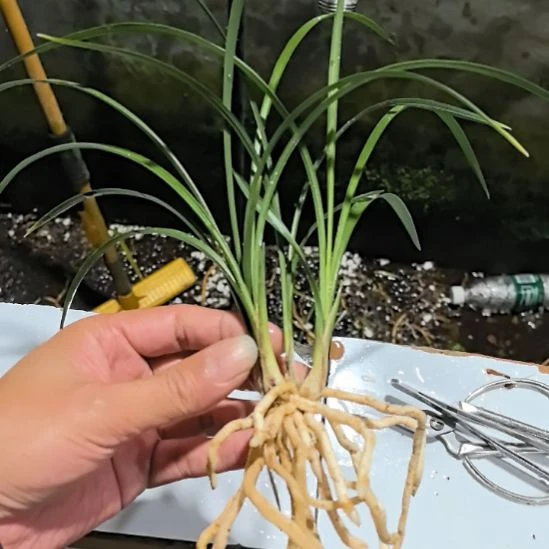 完全开放老种宋梅四苗