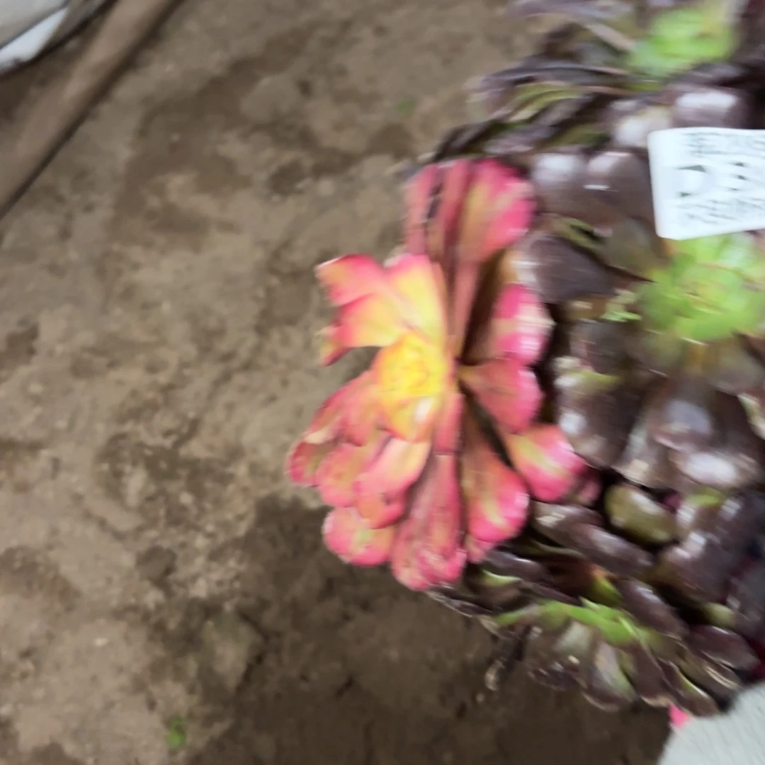 段***）M. 304阴阳多肉12233