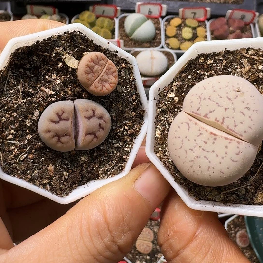 L***晚生石花等1111111。   278
