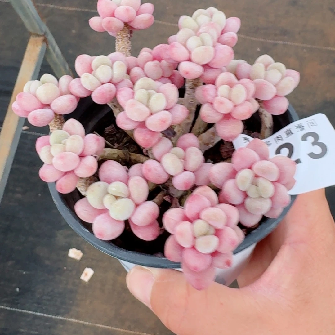 鱼子酱      愿你一路坦途，乘风破浪展宏图