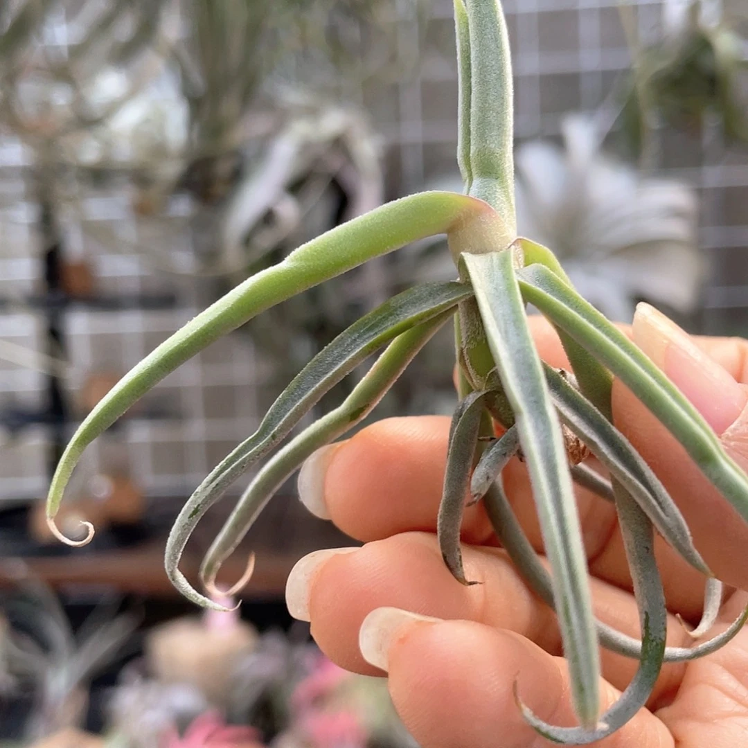 m***o小猴22号空气凤梨