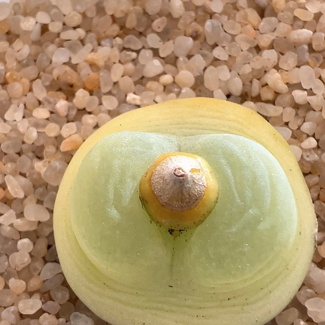 小***包26。日系桃尻娘拉登母本