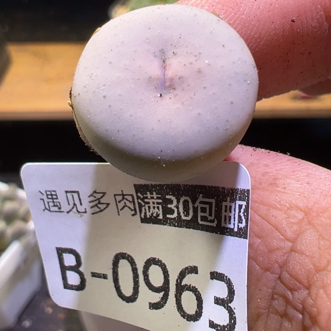 多肉植物11111111111