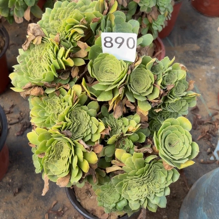 绿羊绒缀多肉植物不包损890