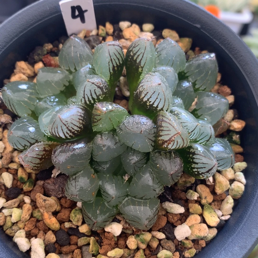 实生糯玉露，带盆发货