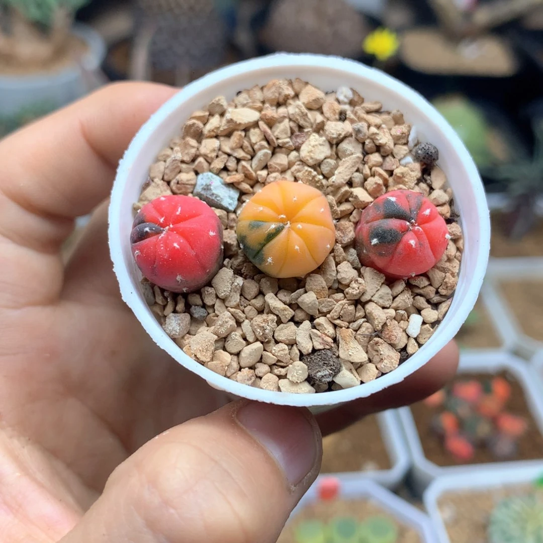 实生兜锦一盆1.2