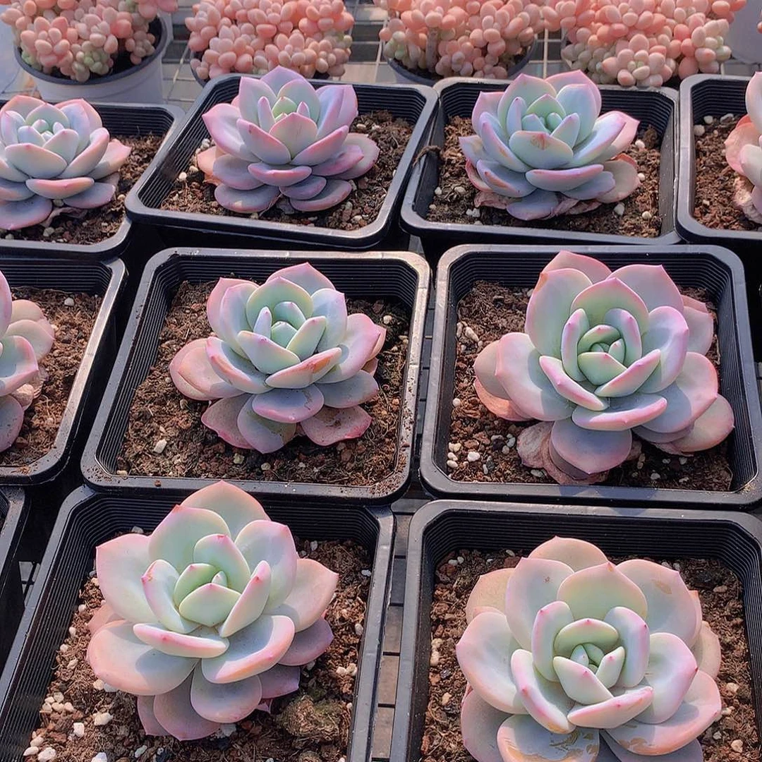 韩奶茶23466789900000