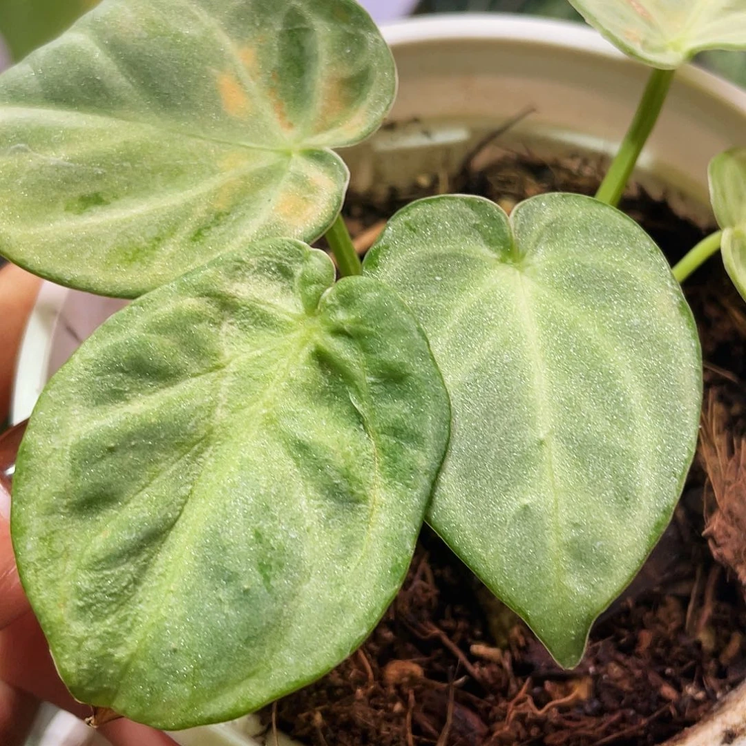 完全开放印尼银多头111