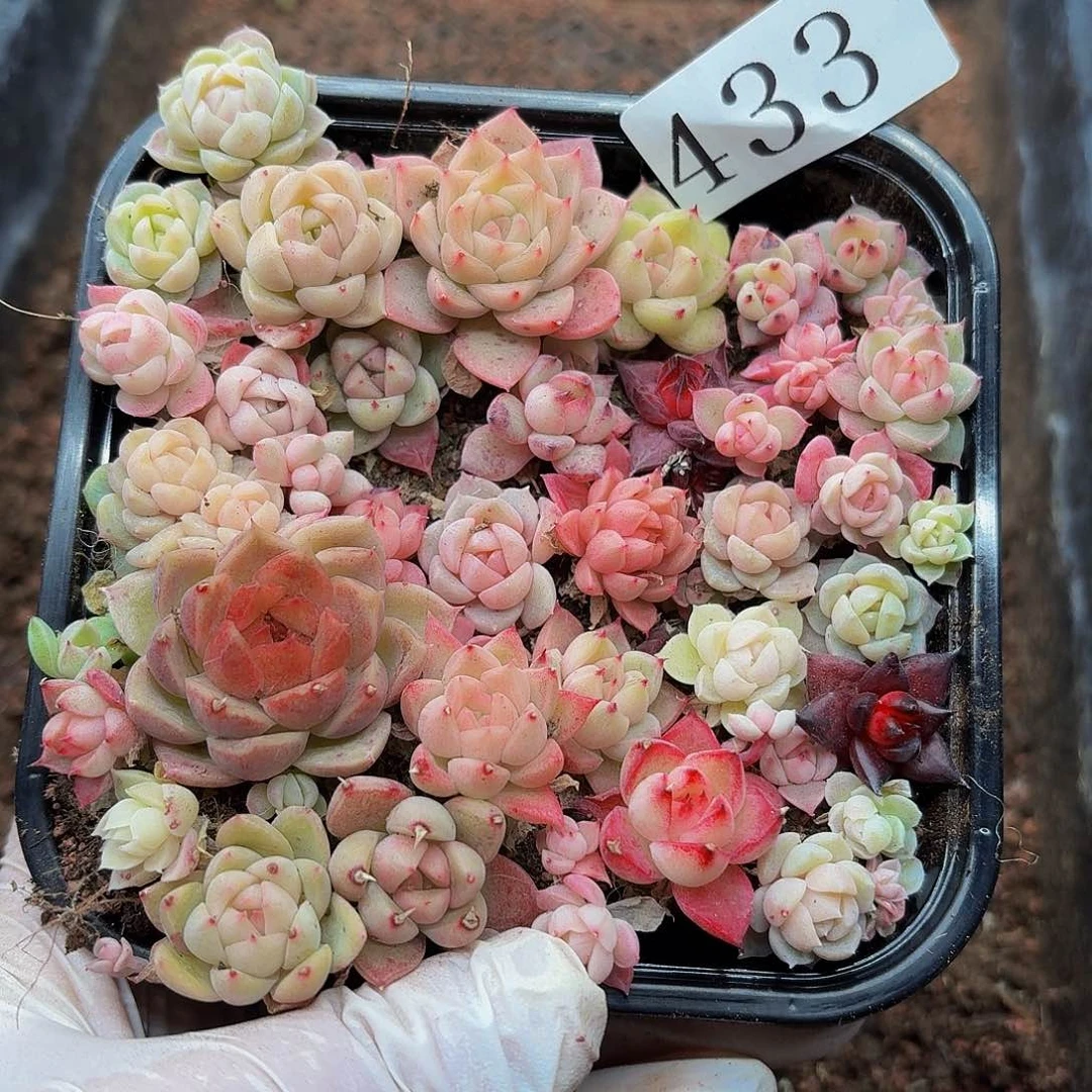 多肉植物多肉植物433