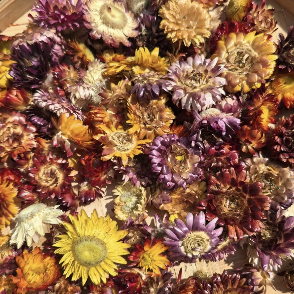 8月23日 日喀则千色藏菊 天境珍品4