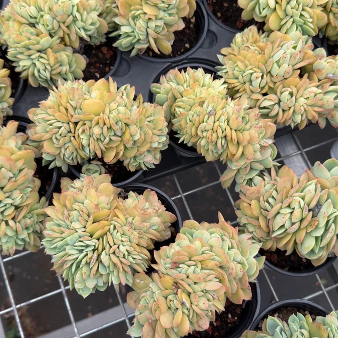 无花朵骑兵碧桃缀