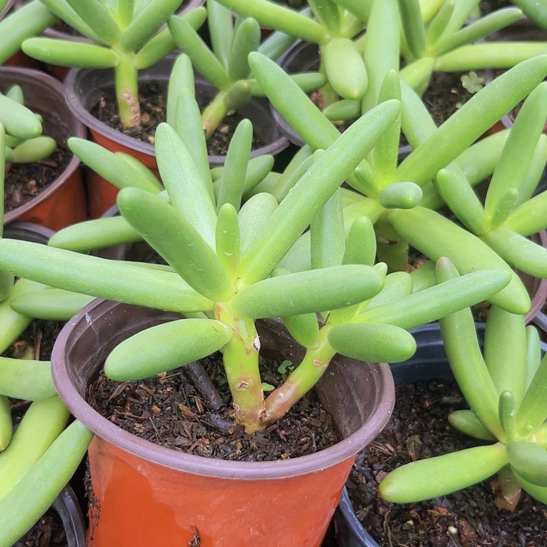 椰汁树双头一个基地直发