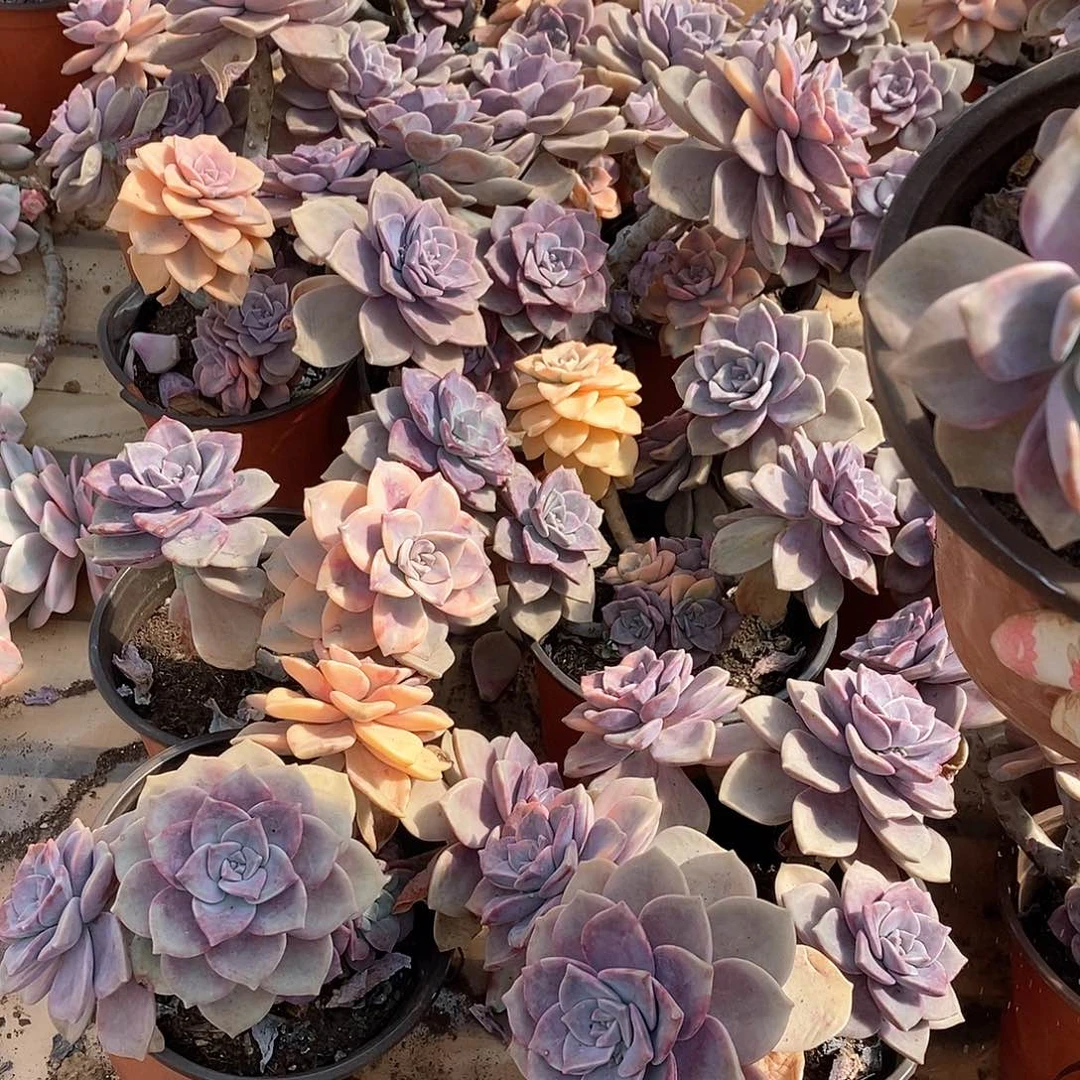 多肉植物紫乐带一个景18