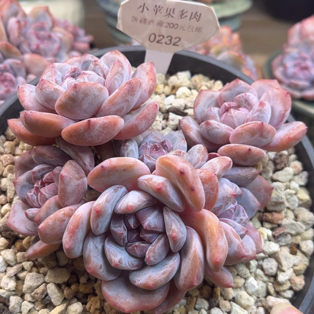 紫皮紫心232/13cm6头