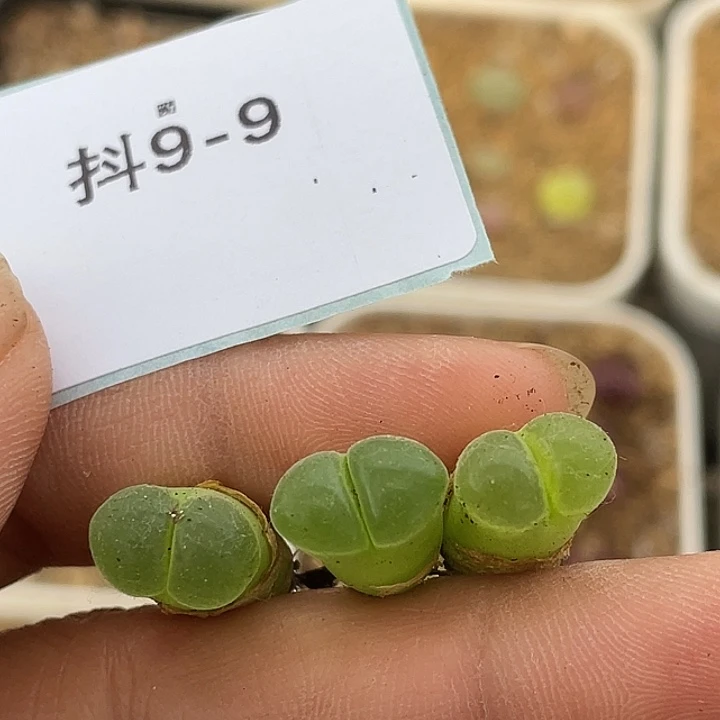 9-9极窗风铃多肉植物