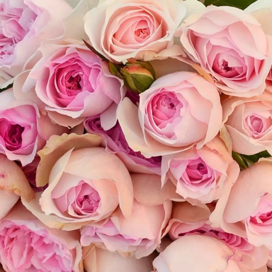 伊芙乙女心月季花苗大花浓香四季盆栽玫瑰花开花粉色欧月中苗