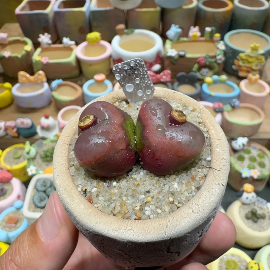 蘑菇1100毛汉尼多肉植物