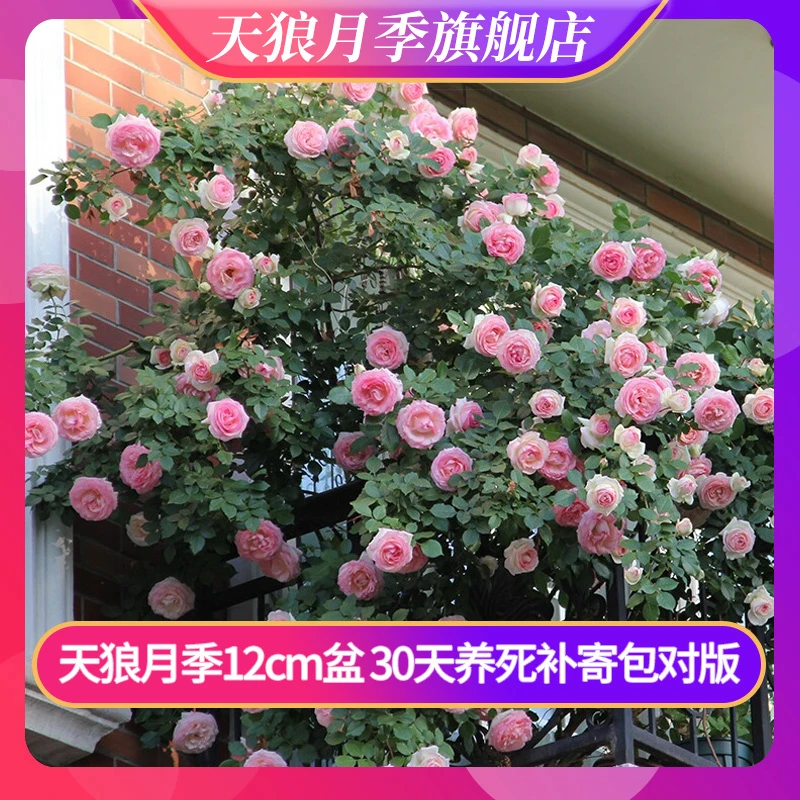 【天狼优选】 月季12cm盆新手易养护观赏性玫瑰盆栽苗盆栽地栽