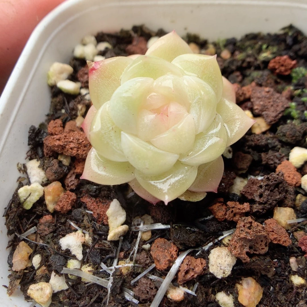 无花朵R8。财富密码yyyy