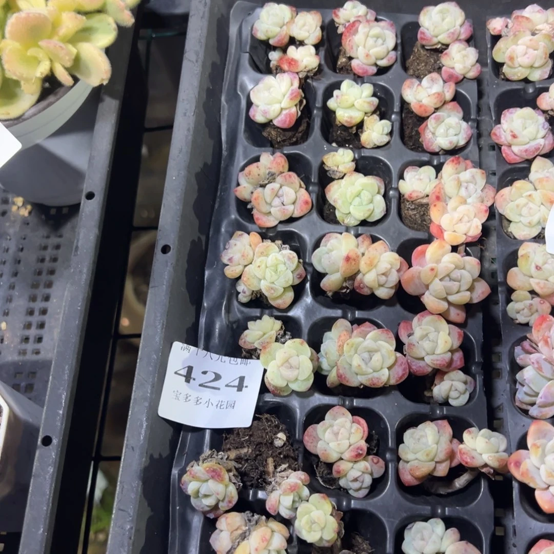 424号瑕疵冰玉双头到手21颗 不包整散不售后