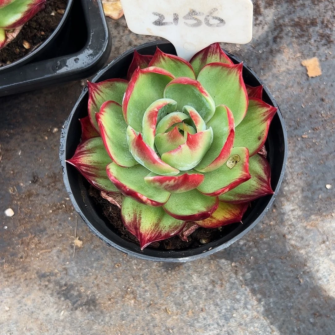 小***Y惊鸿仙子一物一拍2156号