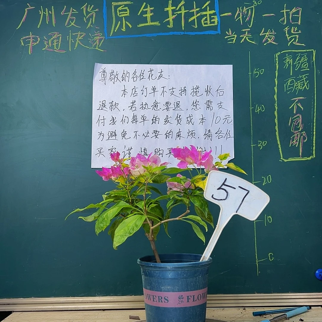 当前无花栽培后可以开花斑红樱 57