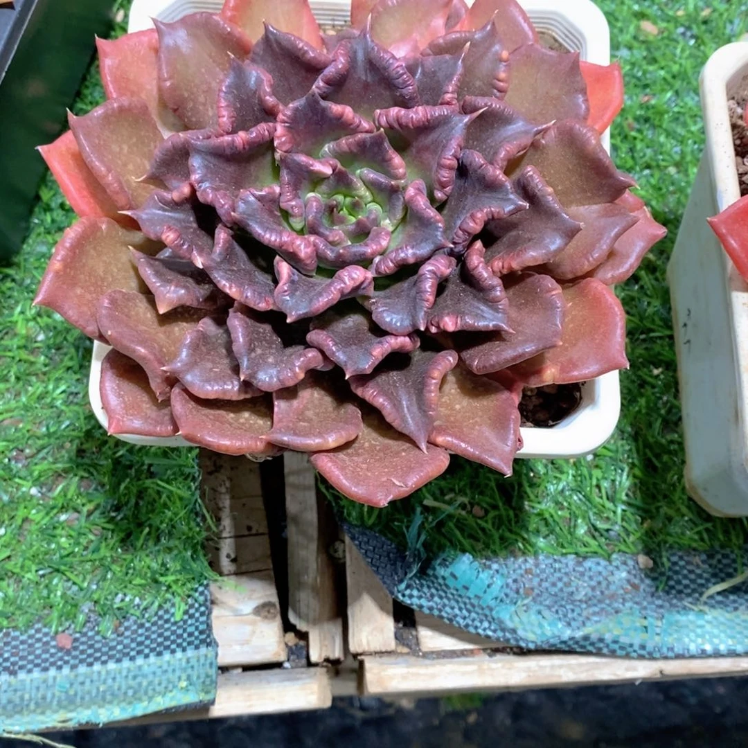 *****黑饺子皮多肉植物老桩