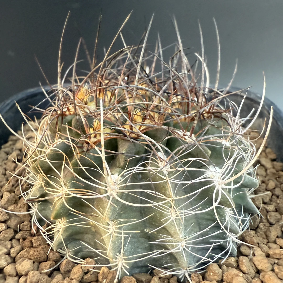 黑须玉实生输入智利球