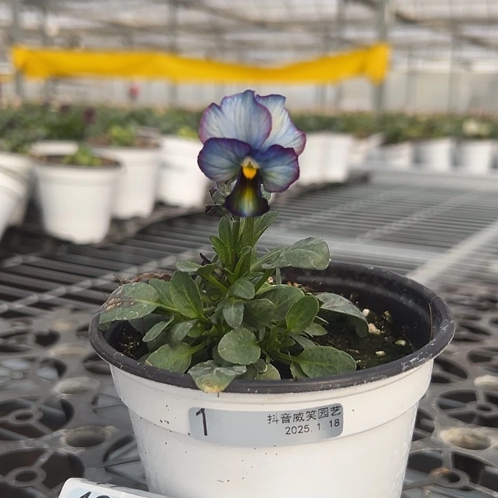 红陶抖音直播闪拍1